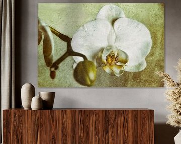 Weiße Orchidee von Christine Nöhmeier