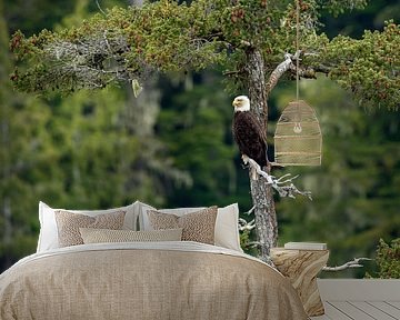 Een Amerikaanse zeearend