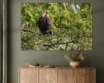 Bald eagle in nature sur Menno Schaefer