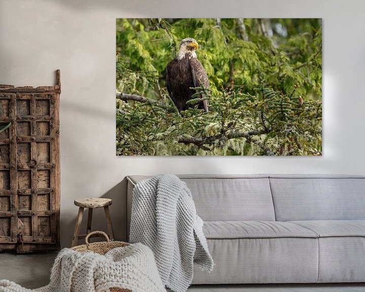 Impression: Bald eagle in nature sur Menno Schaefer