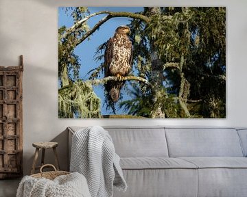 Bald eagle in nature von Menno Schaefer