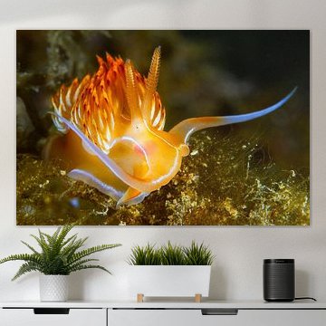 Goldene Eleganz: Die Nemesignis-Fadenschnecke