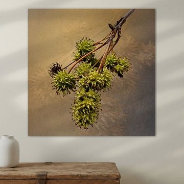 Sweetgum tree in autumn by Fun and Digital Art