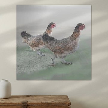 Hoentjes stappend in ochtenddauw