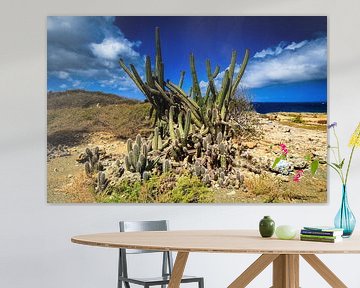 Prachtige cactussen op Curacao van René Holtslag