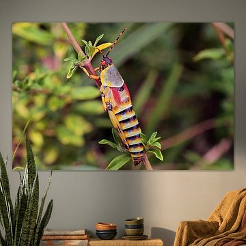 Elegante Heuschrecke