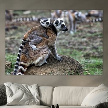 Ringstaartmaki bij Anja Lake Madagskar