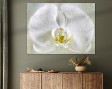 blanc Orchidée sur Christine Nöhmeier