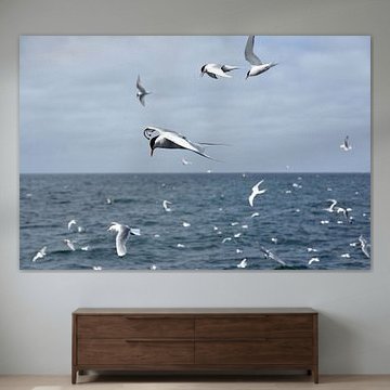 Noordse stern  voor de kust van Ijsland