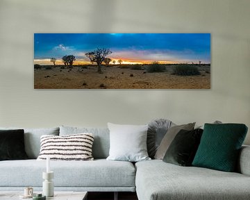 Panorama met kokerbomen bij zonsopkomst  in de Kalahari woestijn, Namibië