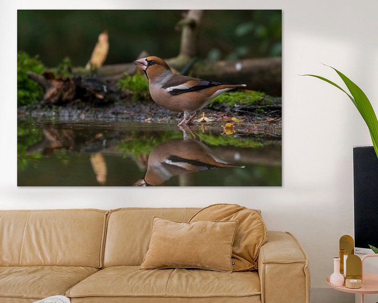 Aperçu de la chambre