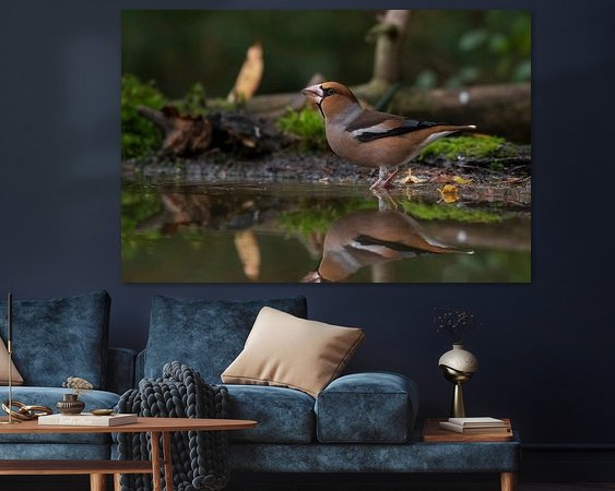 Aperçu de la chambre