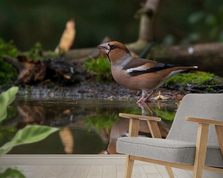 Aperçu de la chambre