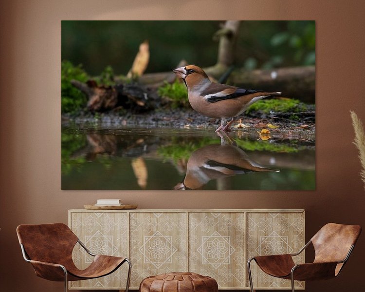 Aperçu de la chambre