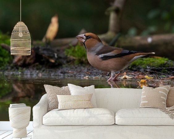 Aperçu de la chambre