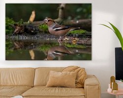 Aperçu de la chambre