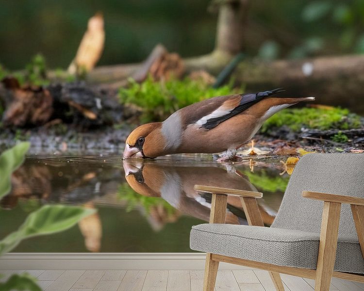 Aperçu de la chambre