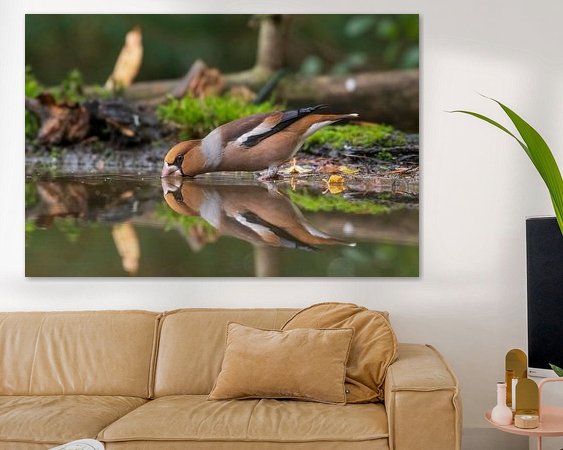 Aperçu de la chambre