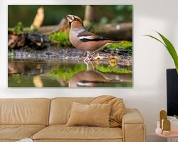 Aperçu de la chambre