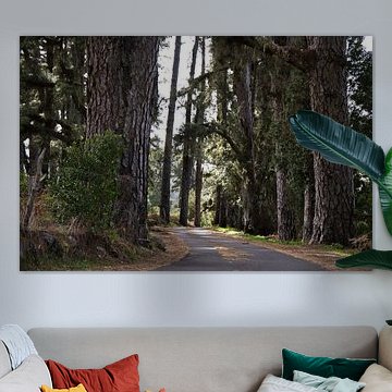 Laan van de Reuzen, een weg in het hart van het dennenbos op La Palma