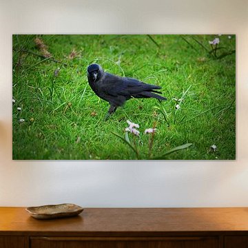 A black jackdaw in the green grass by Bambi Lu