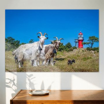 Kudde geiten bij vuurtoren 