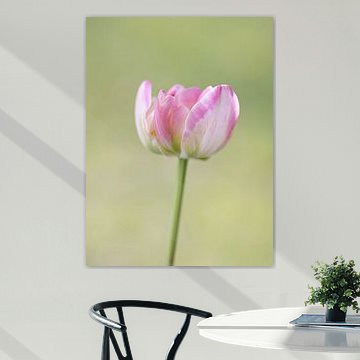 Rosa Tulpe von Studio Wings