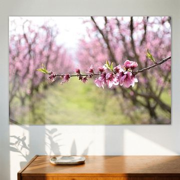 Pfirsichblütenweg in Veria