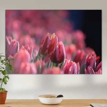Rode tulpen met een streepje wit