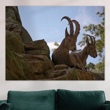 Zwei majestätische Steinböcke auf Berggipfel-Felsen