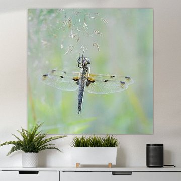 Libellule dans la lumière du matin sur Jolanda Pikkaart