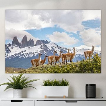 Guanaco-'s in Torres del Paine, Patagonia