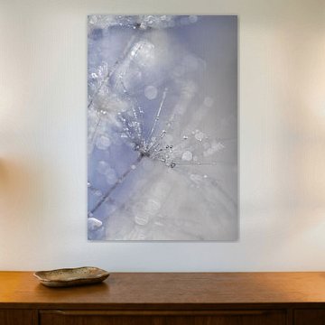 Poussière de pissenlit et rosée du matin sur Nanda Bussers