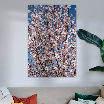 Le réveil du printemps : les fleurs de cerisier sur Dieter Walther