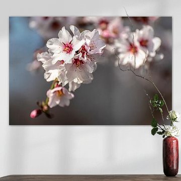 Le printemps et les cerisiers en fleurs sur Dieter Walther