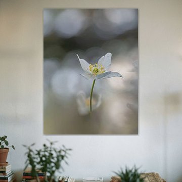 Uitblinker van Angela Kraan