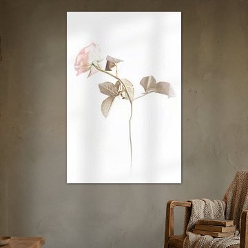 Roos 6 van Mark Isarin | Fotografie