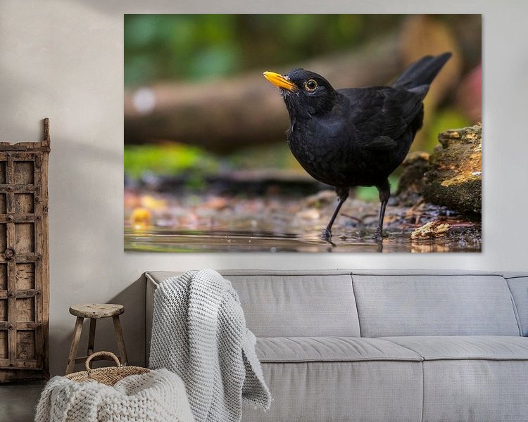 Aperçu de la chambre