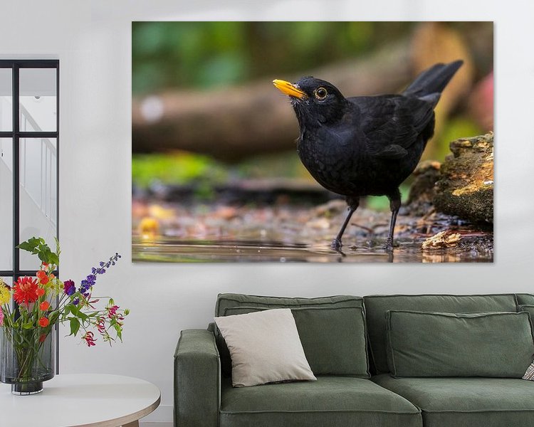 Aperçu de la chambre