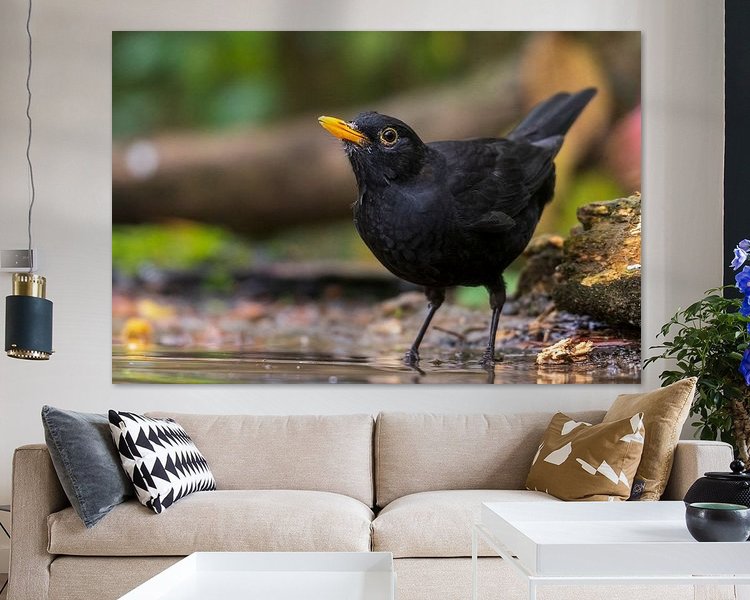 Aperçu de la chambre