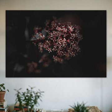 Viburnum von Jerry Madeira