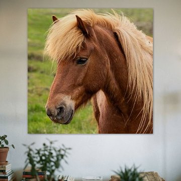 Icelandic Horse by Adelheid Smitt