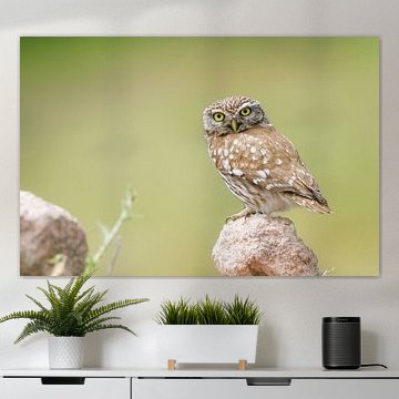 ''s Little Owl Athena by Alain Gaymard