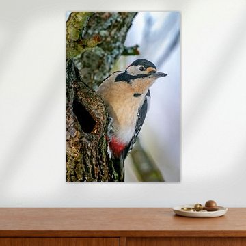 Great Spotted Woodpecker by Alain Gaymard