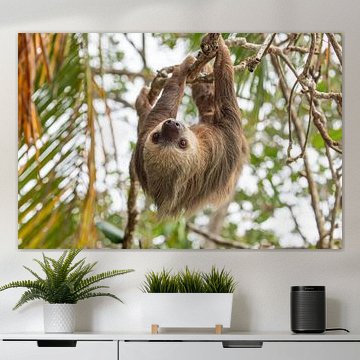 Direkter Blick – Zweifingerfaultier im Mandelbaum