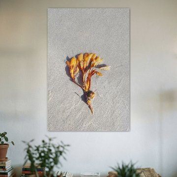 Goldener Blasentang auf feinem Sand von Theodor Decker