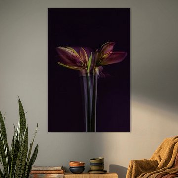Amaryllis – Mehrfachbelichtung