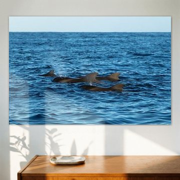 Weiden auf offener See, Teneriffa von Nynke Altenburg