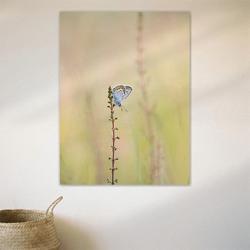 Heath Blue by Angela Kraan