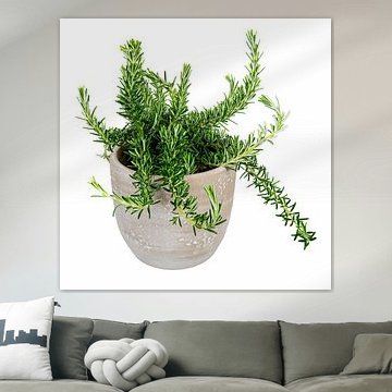 Du romarin frais dans un pot de fleurs sur fond blanc sur ManfredFotos